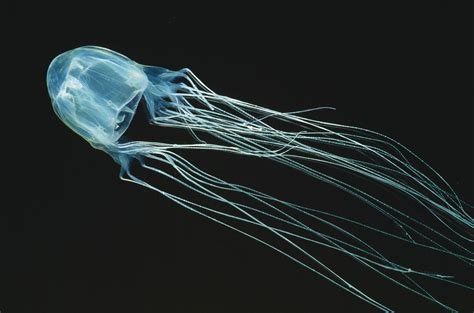 where are box jellyfish located